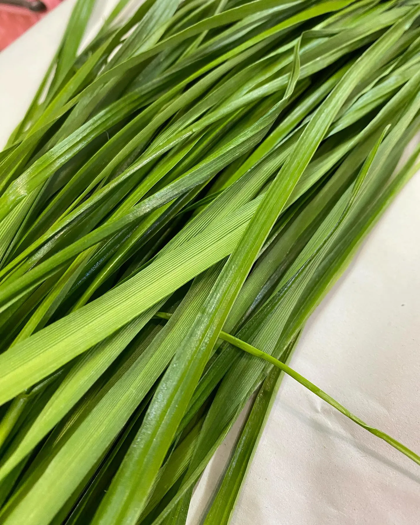 うさぎの食事について