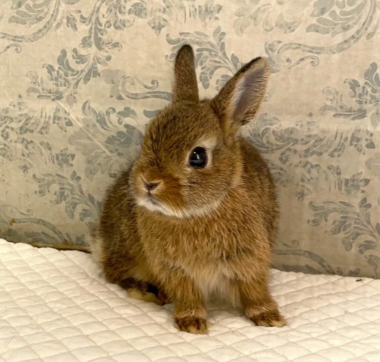 ☆お迎え済☆ ネザーランドドワーフ