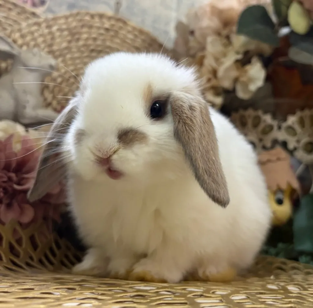 ☆お迎え済☆ブロークントート