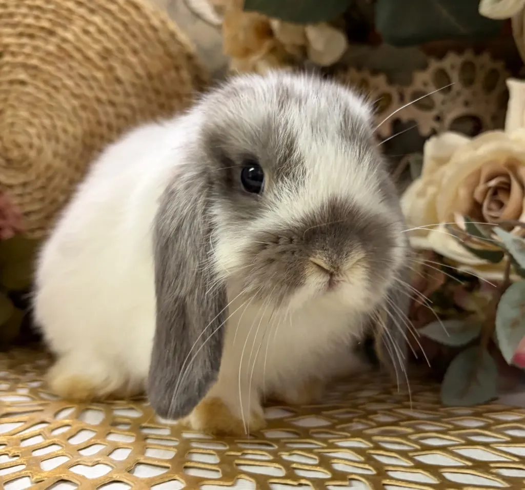 ブロークンオパール