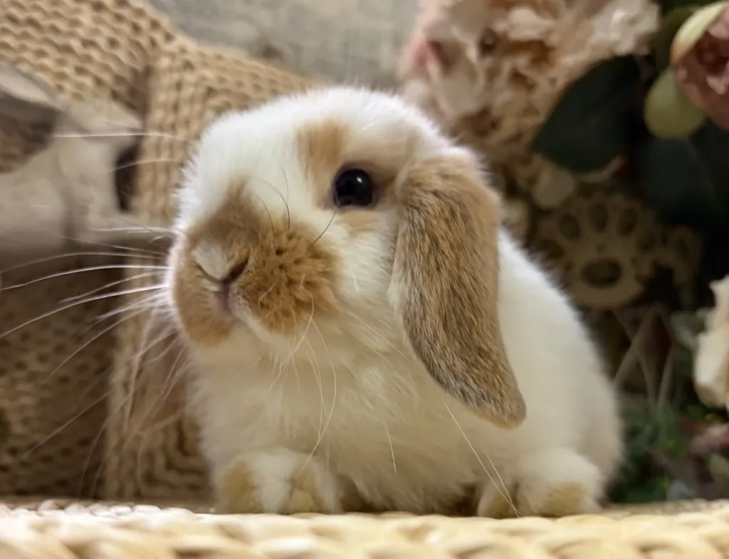 ブロークンオレンジ