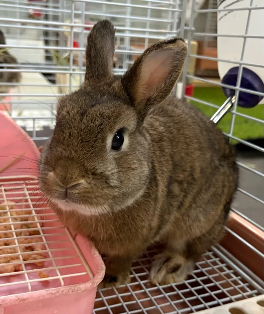 ネザー系うさぎ