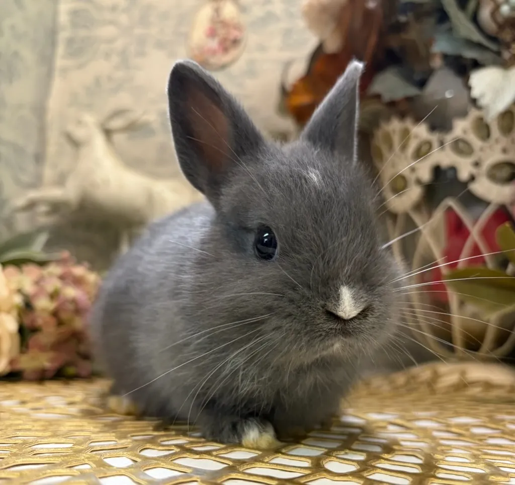 ポーリッシュ(オランダ血統)
